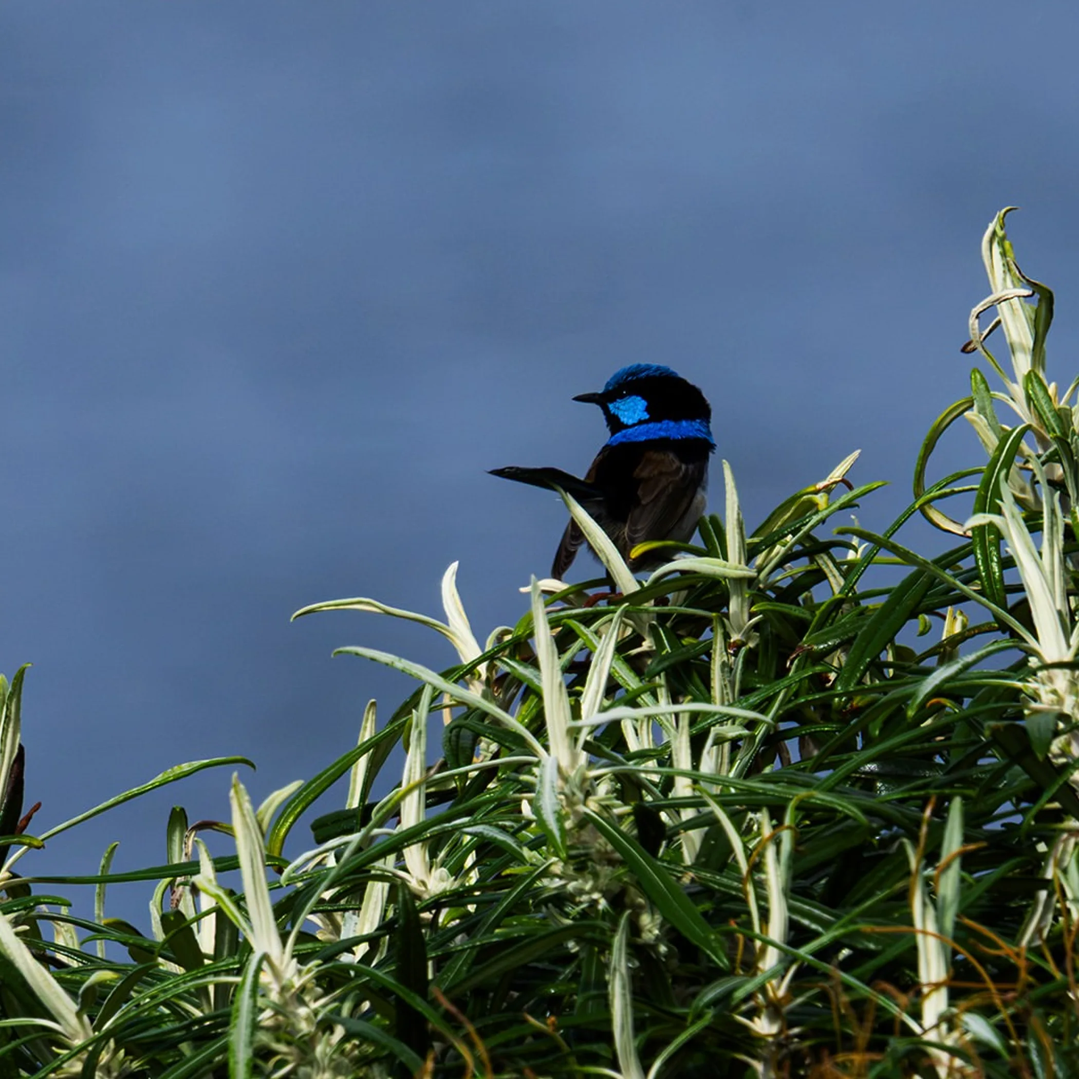 peaceful australian wildlife viewing