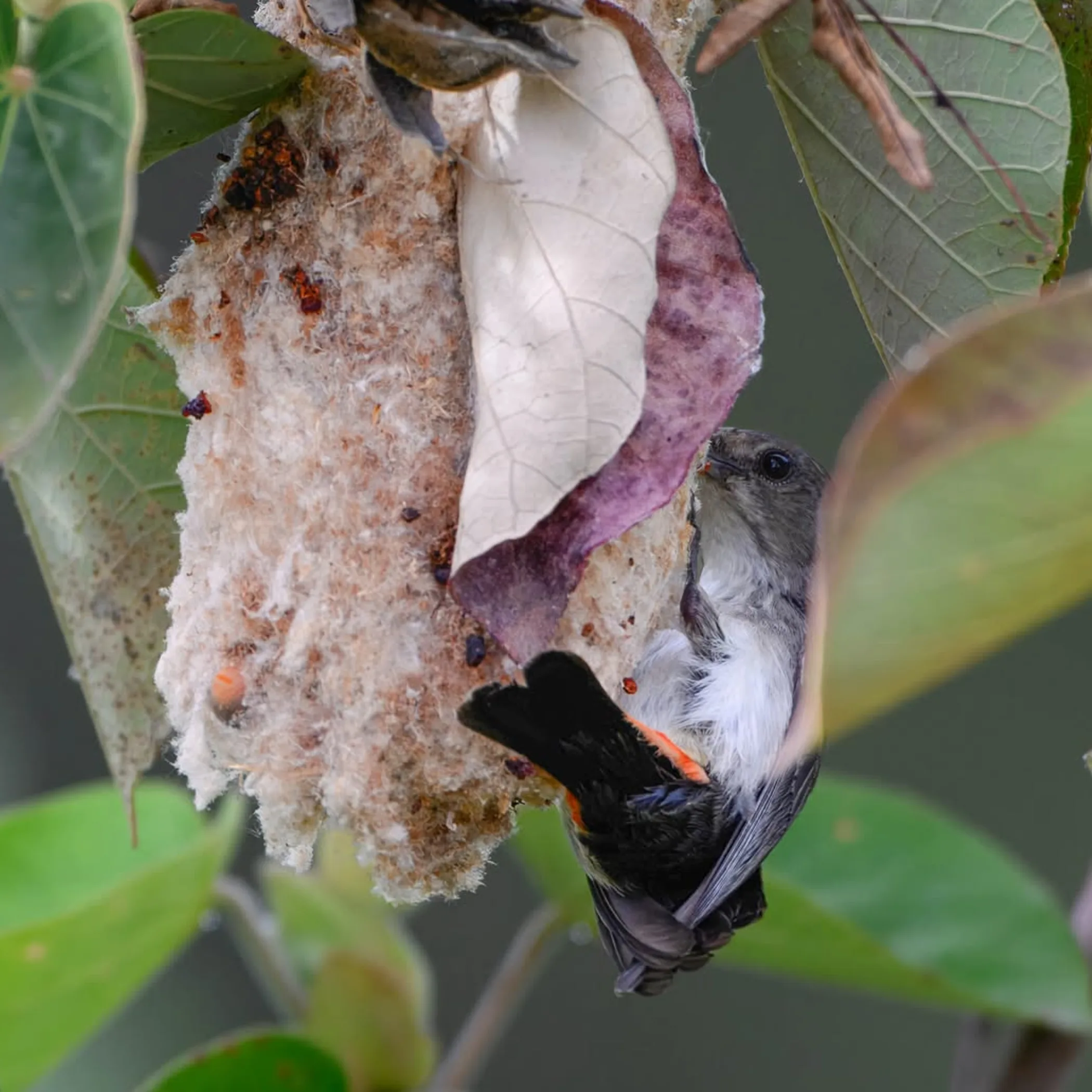 australian bird displaying natural behavior