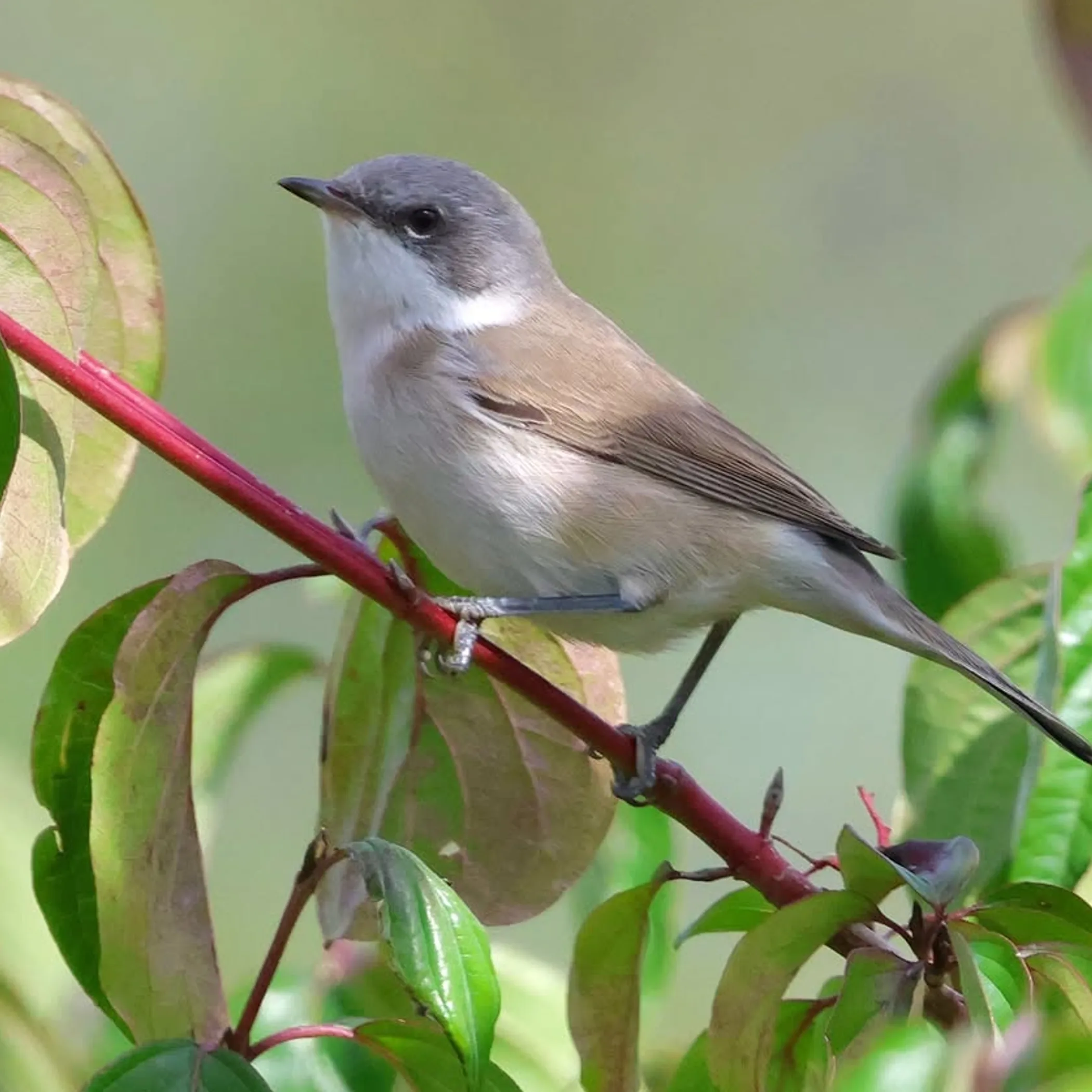wildlife photograph