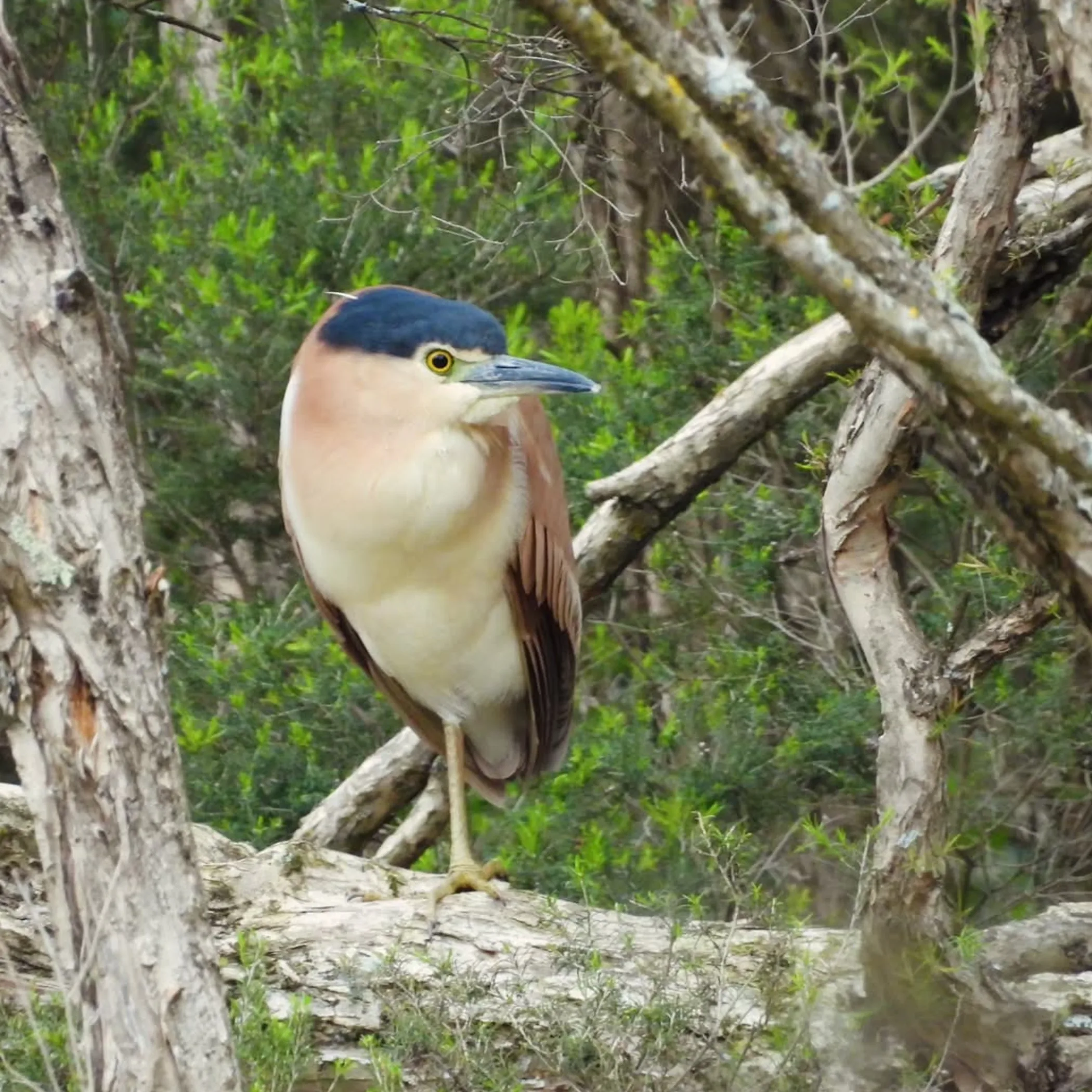 australian bird in peaceful nature