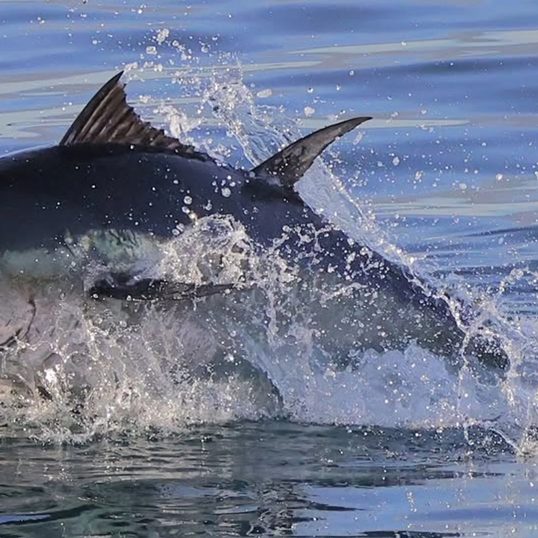 marine wildlife watching