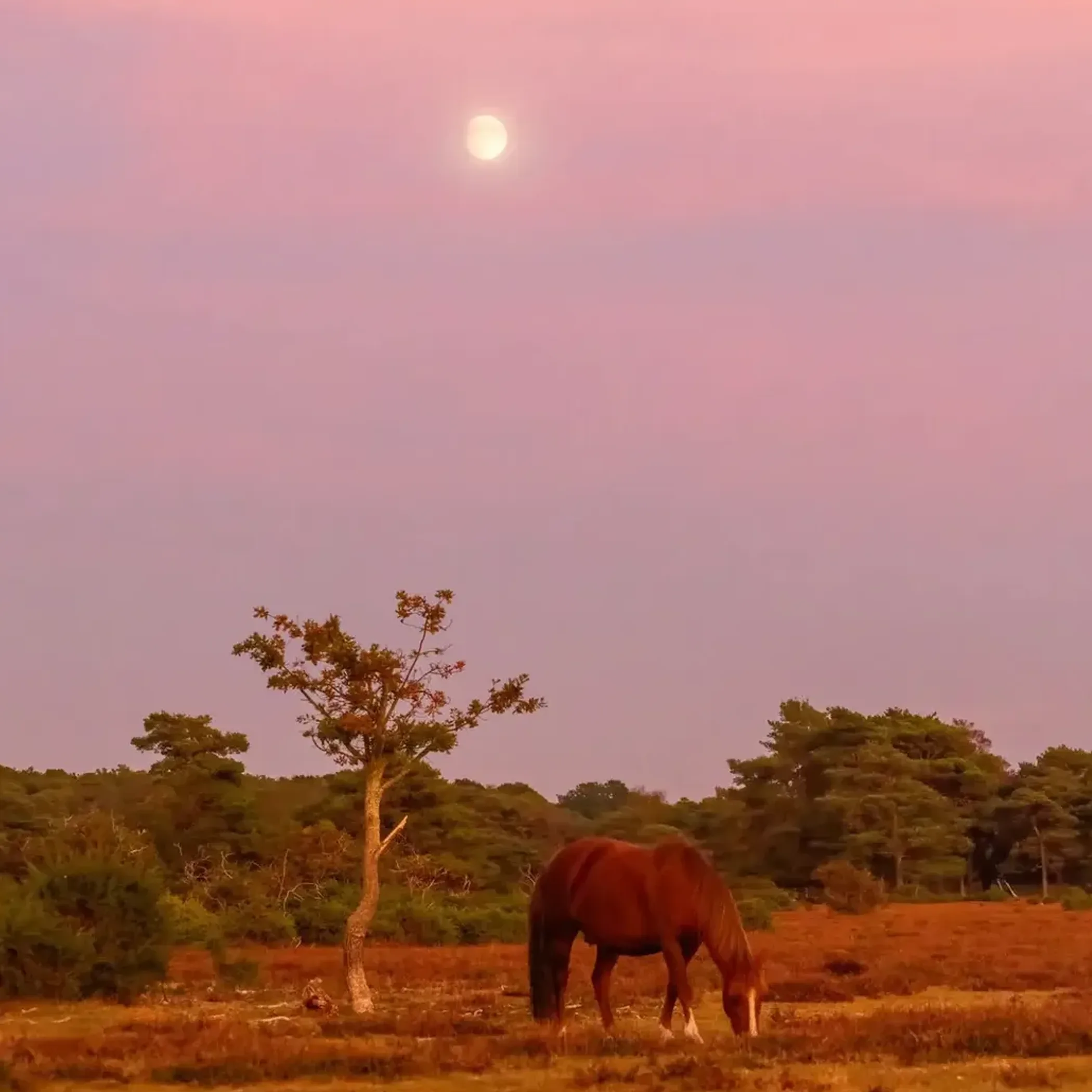 wild pony grazing outdoors